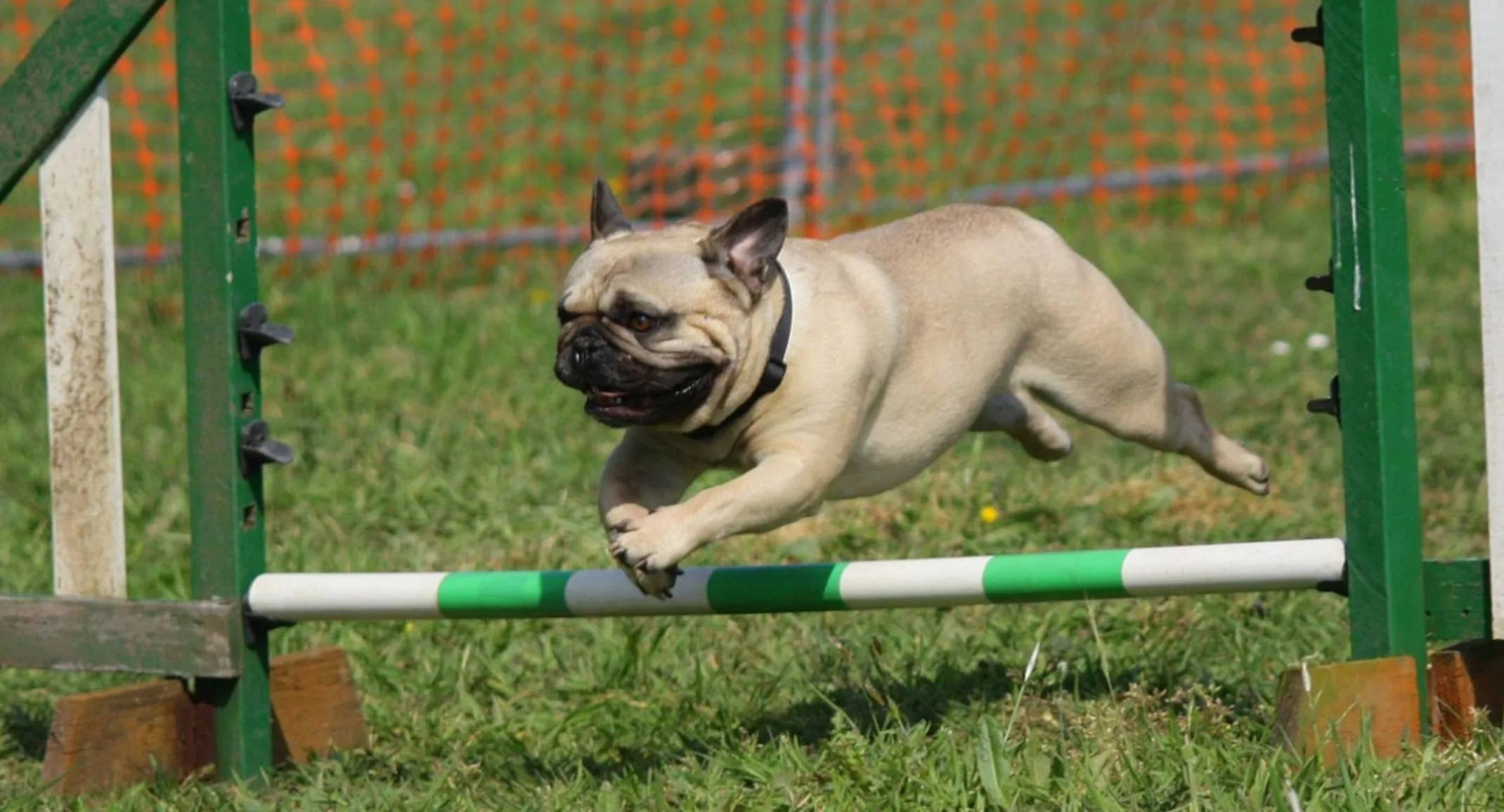 A Pug (Dog) Jumping Over a Training Obstacle Stick